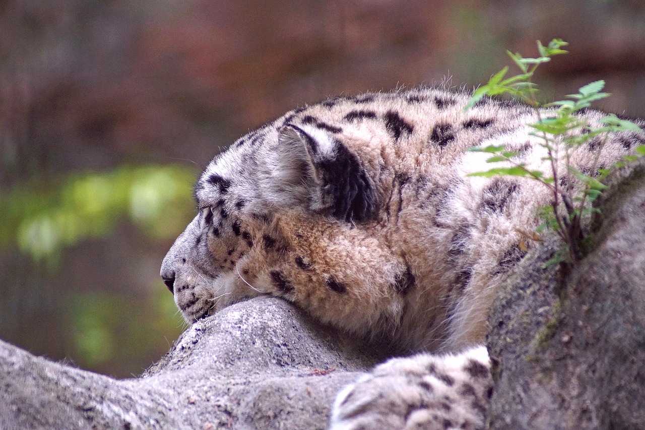 snow leopard cat tiergarten free photo
