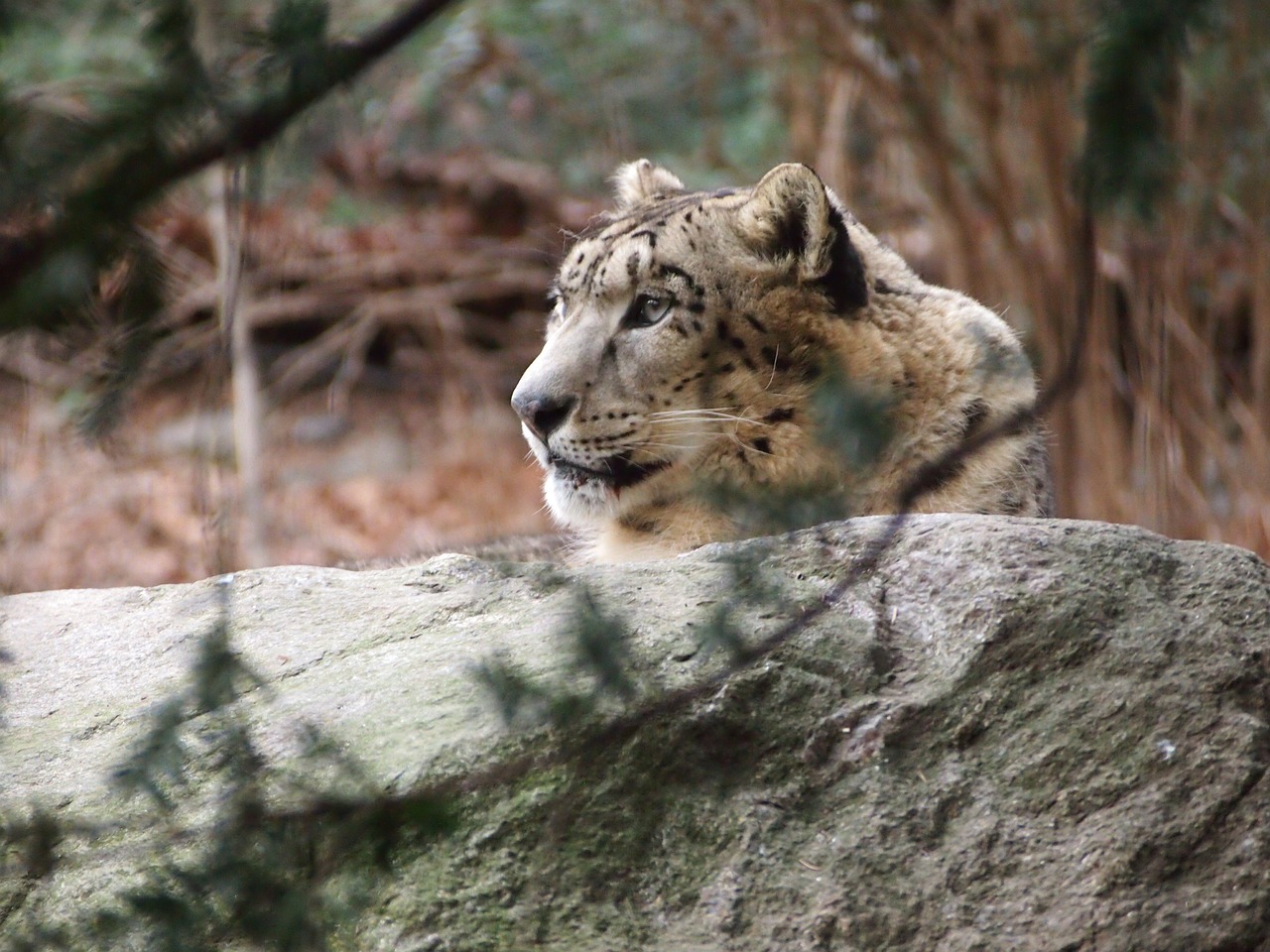 snow leopard leopard animal free photo