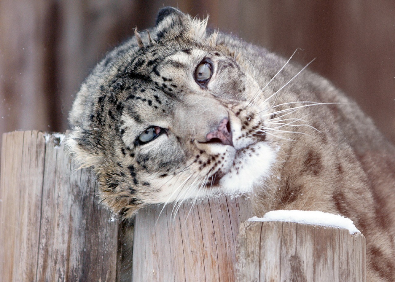 snow leopard portrait face free photo