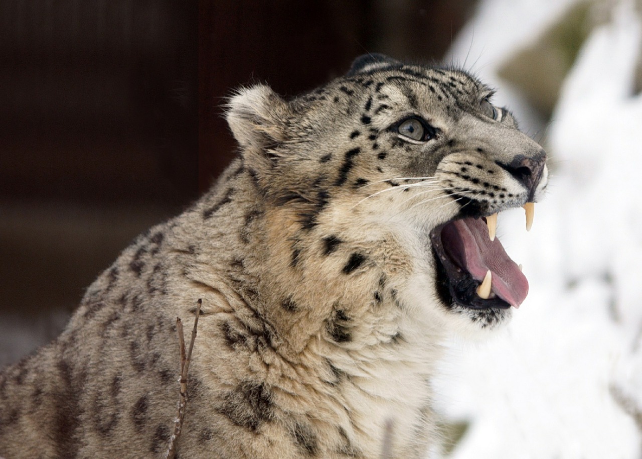 snow leopard portrait face free photo