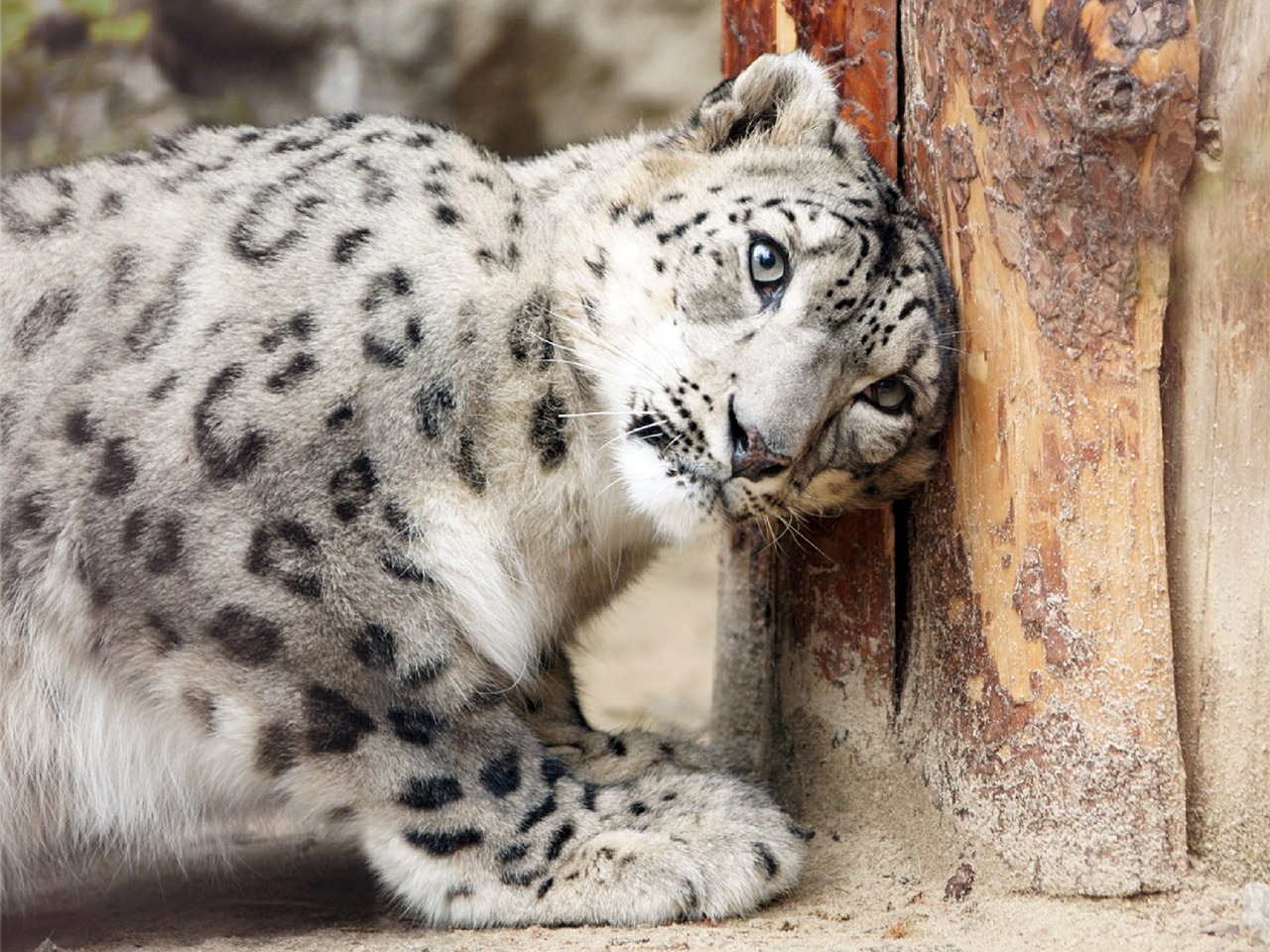 snow leopard resting playing ground free photo