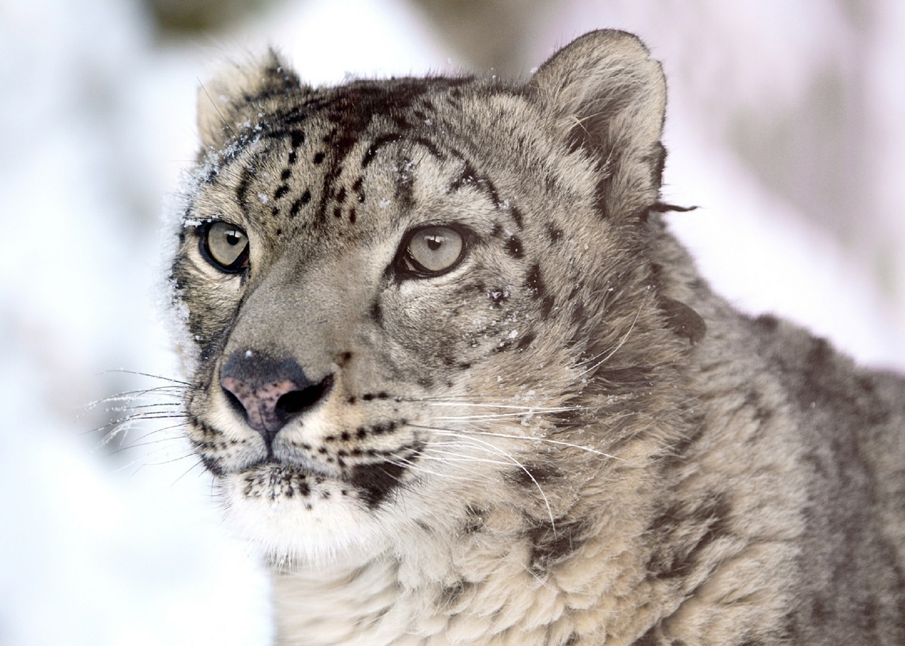 snow leopard portrait looking free photo