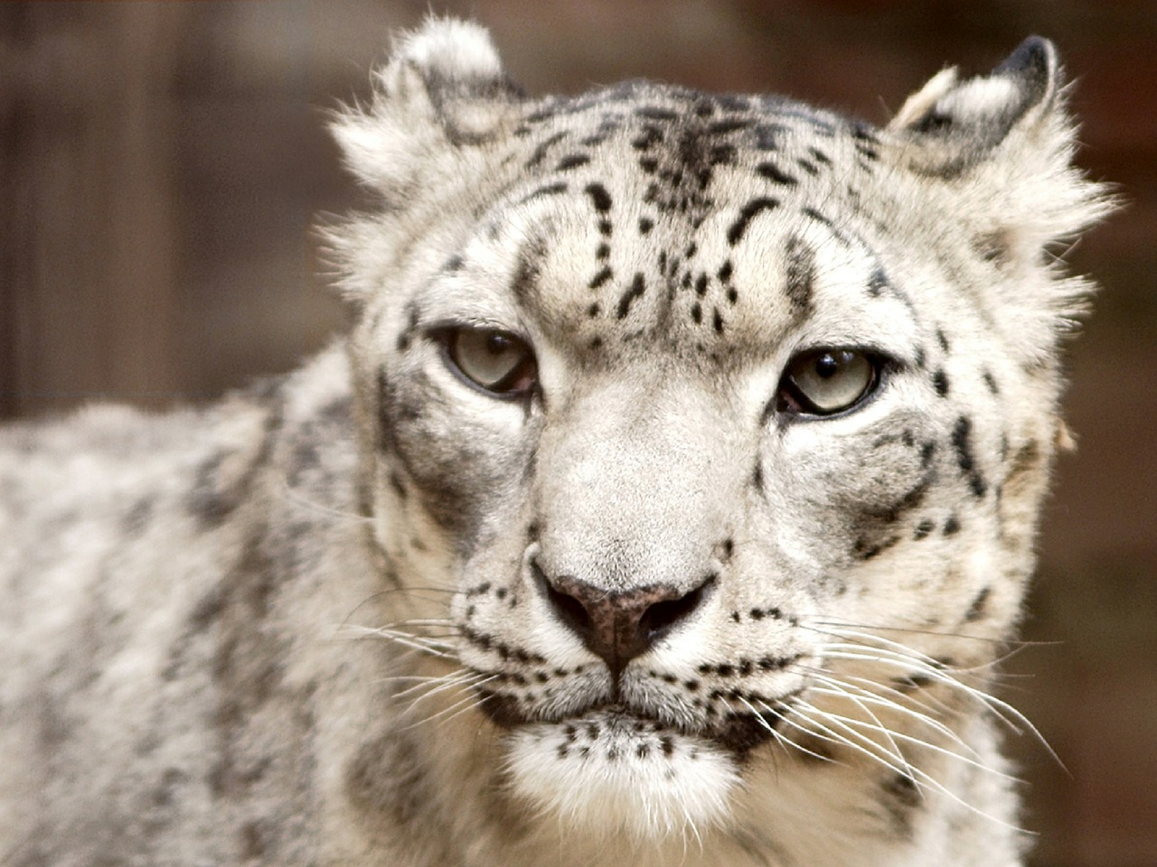 snow leopard portrait looking free photo