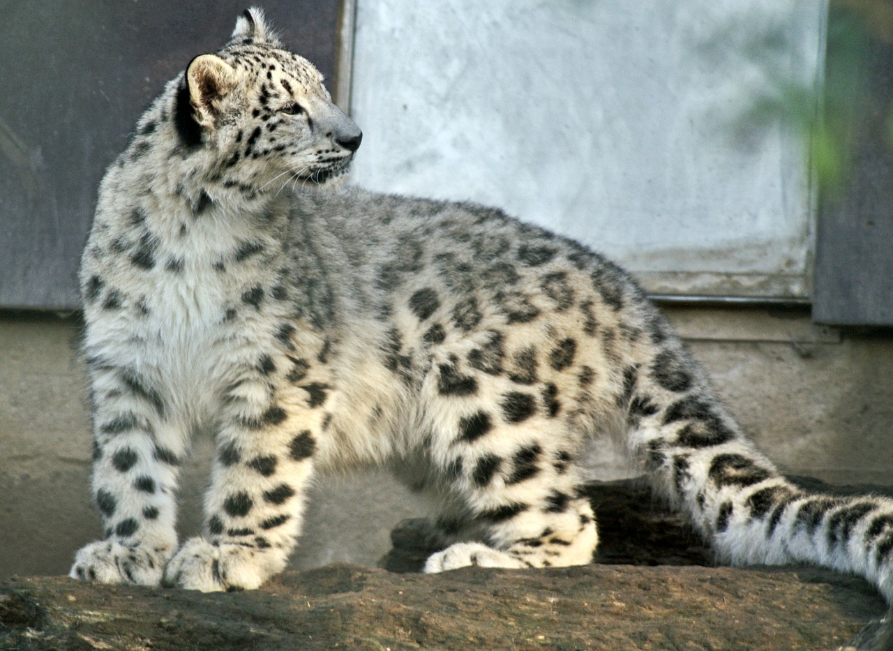 snow leopard young animal snow free photo