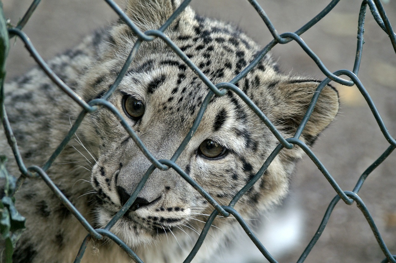 snow leopard young animal grid free photo