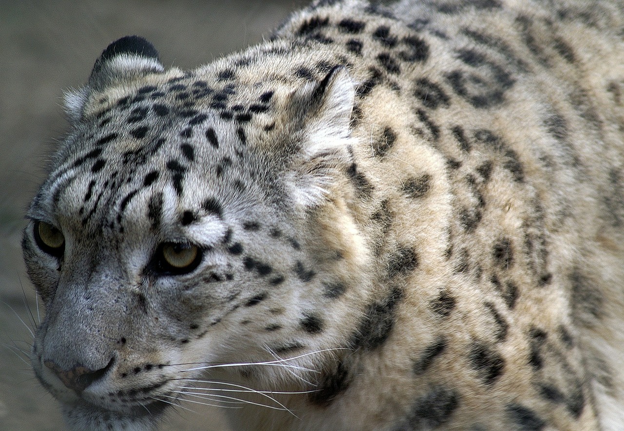 snow leopard close profile free photo