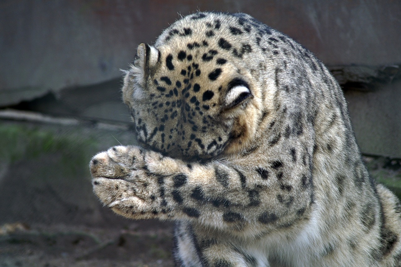 snow leopard paw misery free photo