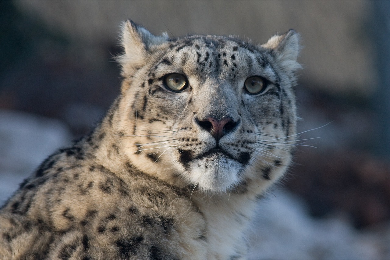 snow leopard leopard panthera uncia free photo