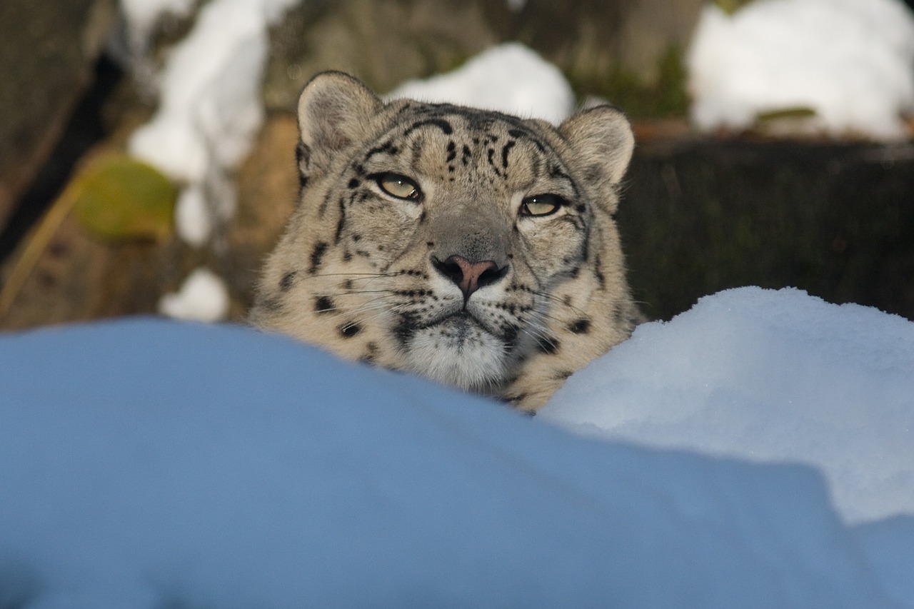 snow leopard panthera uncia zoo free photo