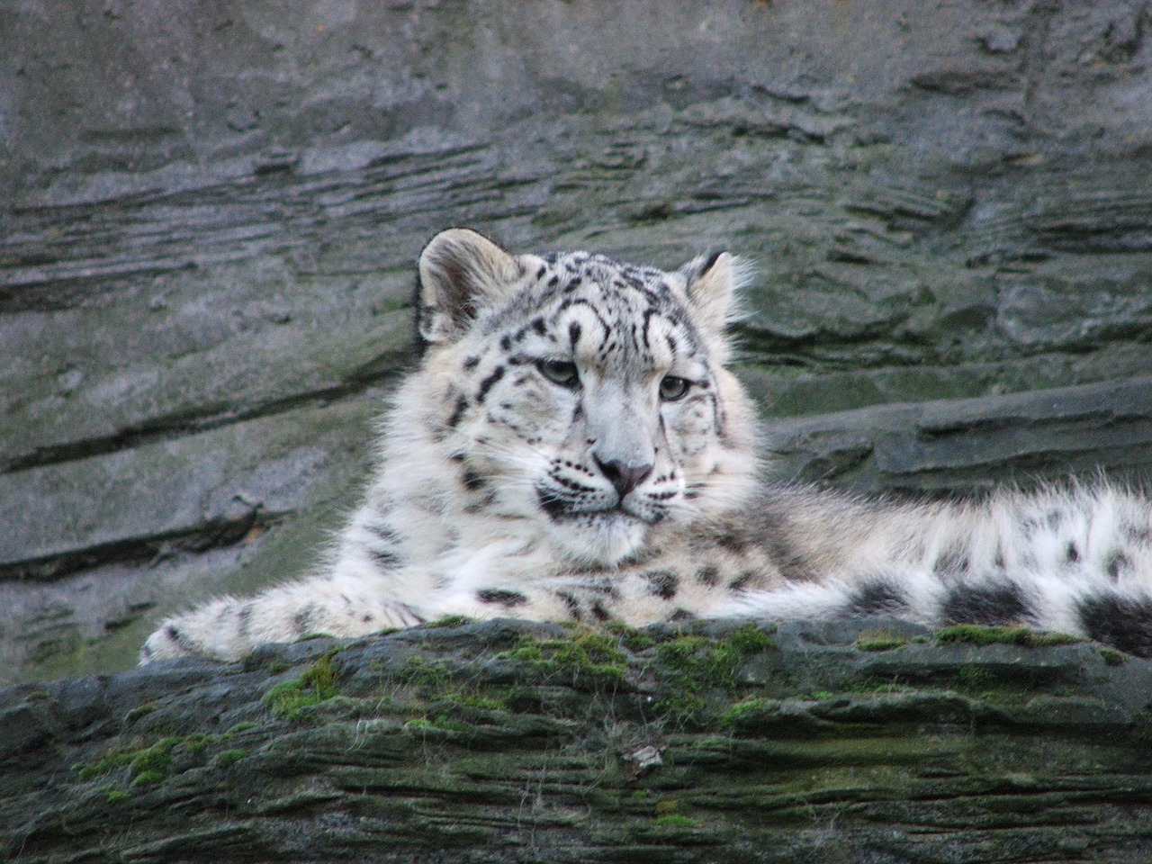 snow leopard animals nature free photo