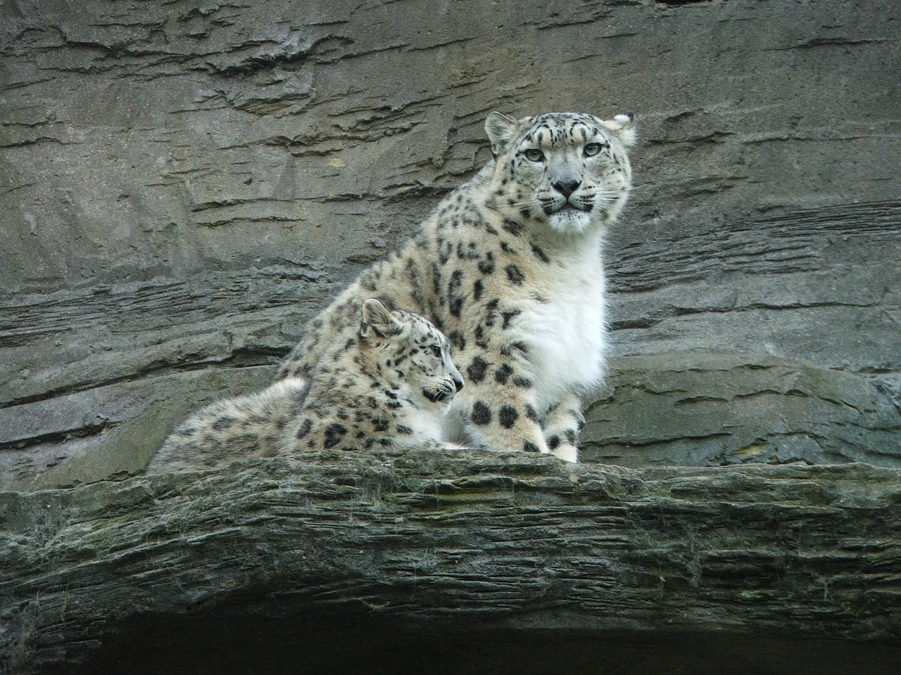 snow leopard cub baby free photo