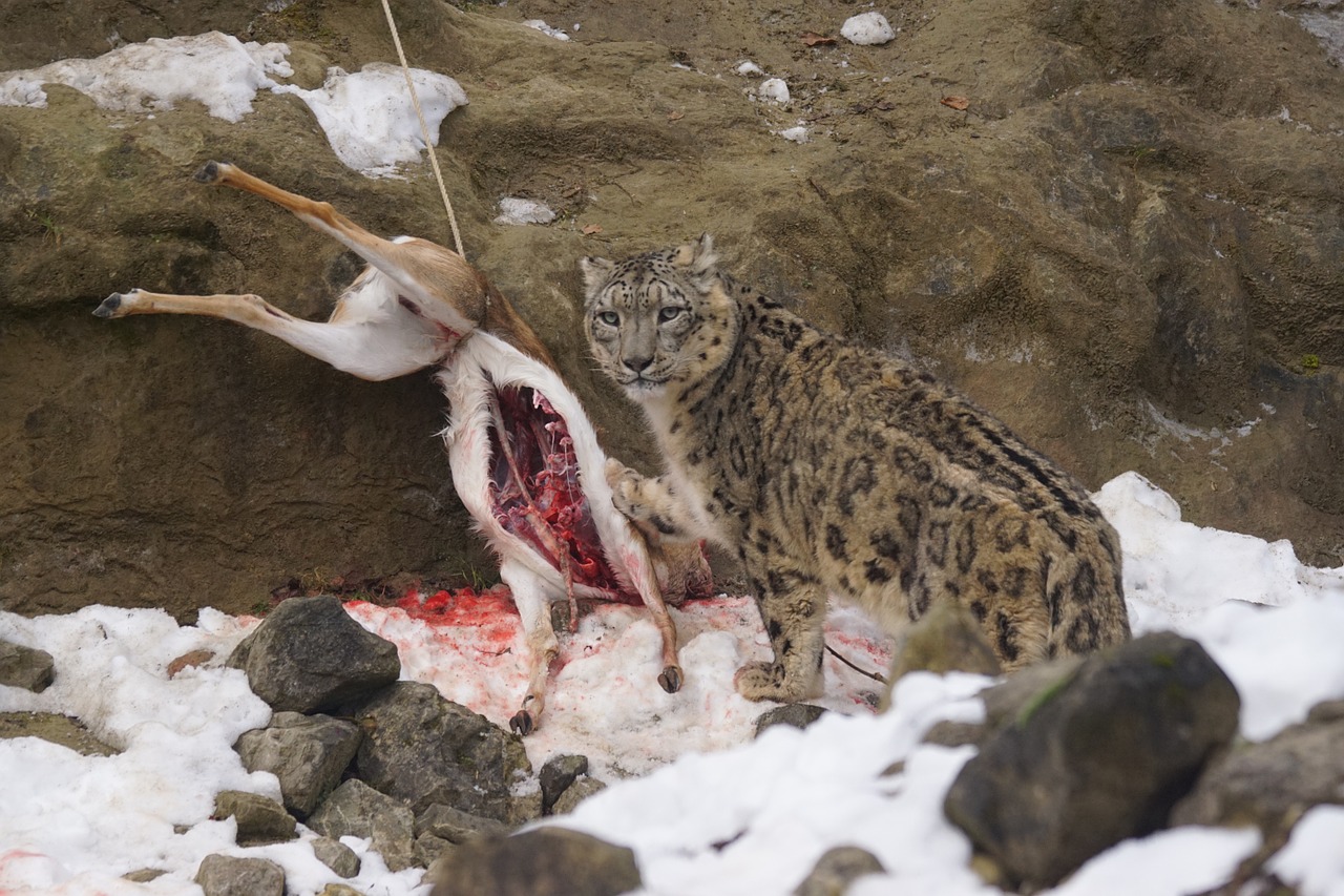 snow leopard food eat free photo