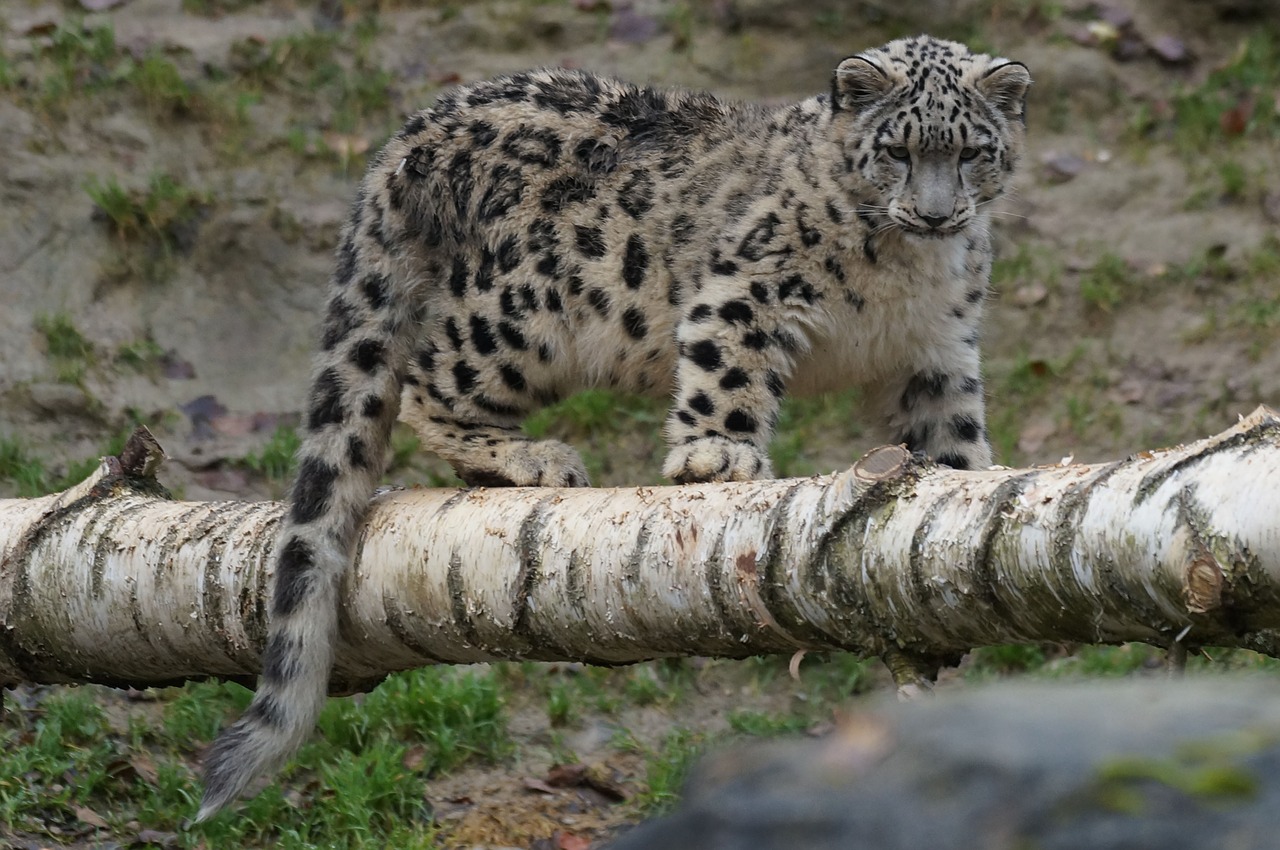 snow leopard young playful free photo
