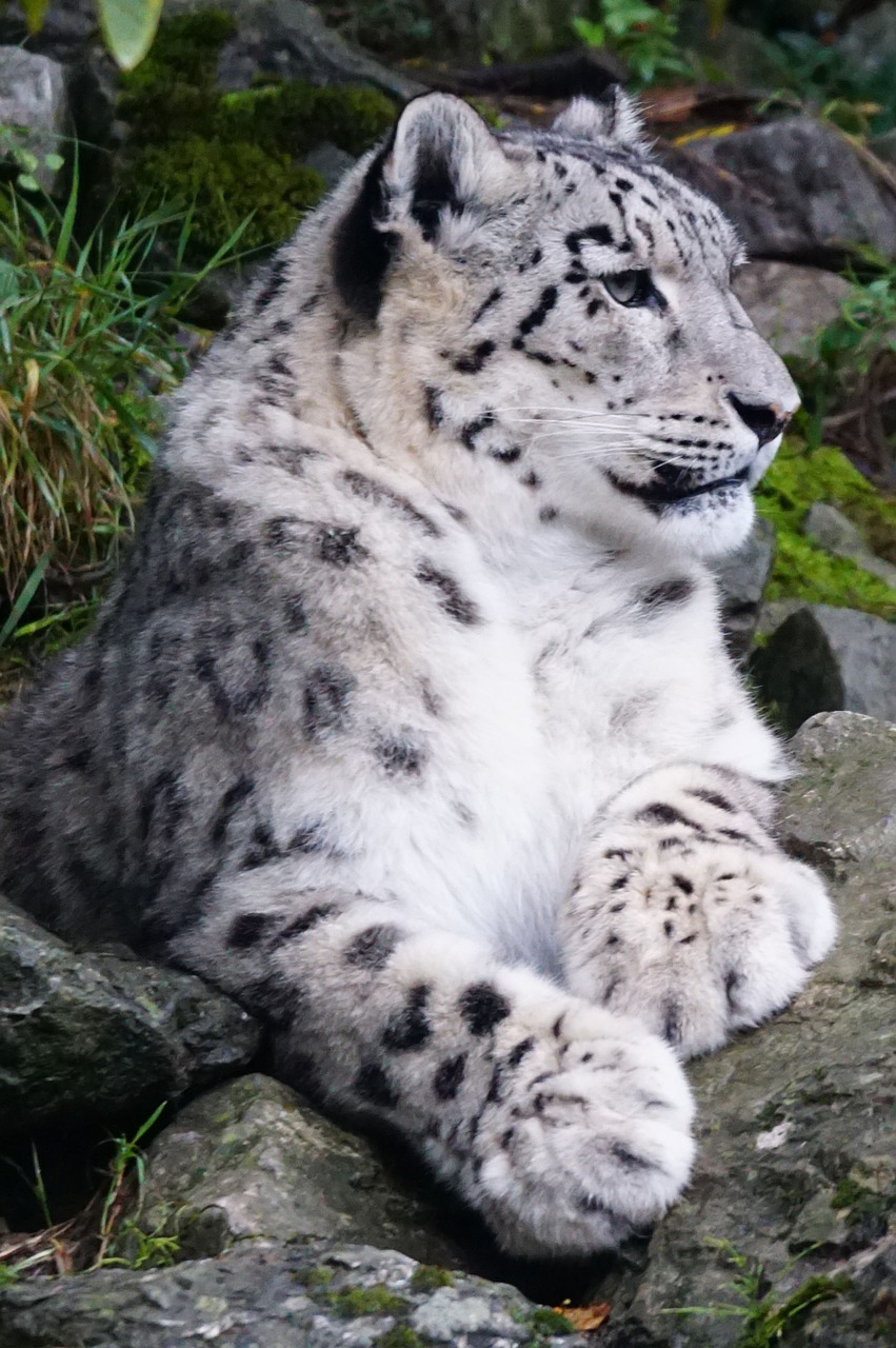 snow leopard dormant predator free photo