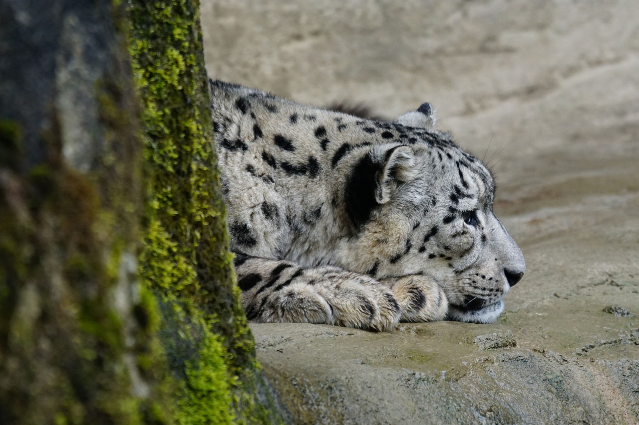 snow leopard dormant predator free photo