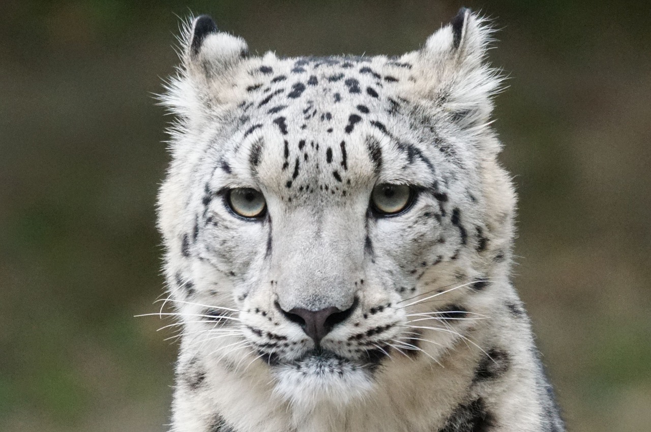 snow leopard portrait predator free photo