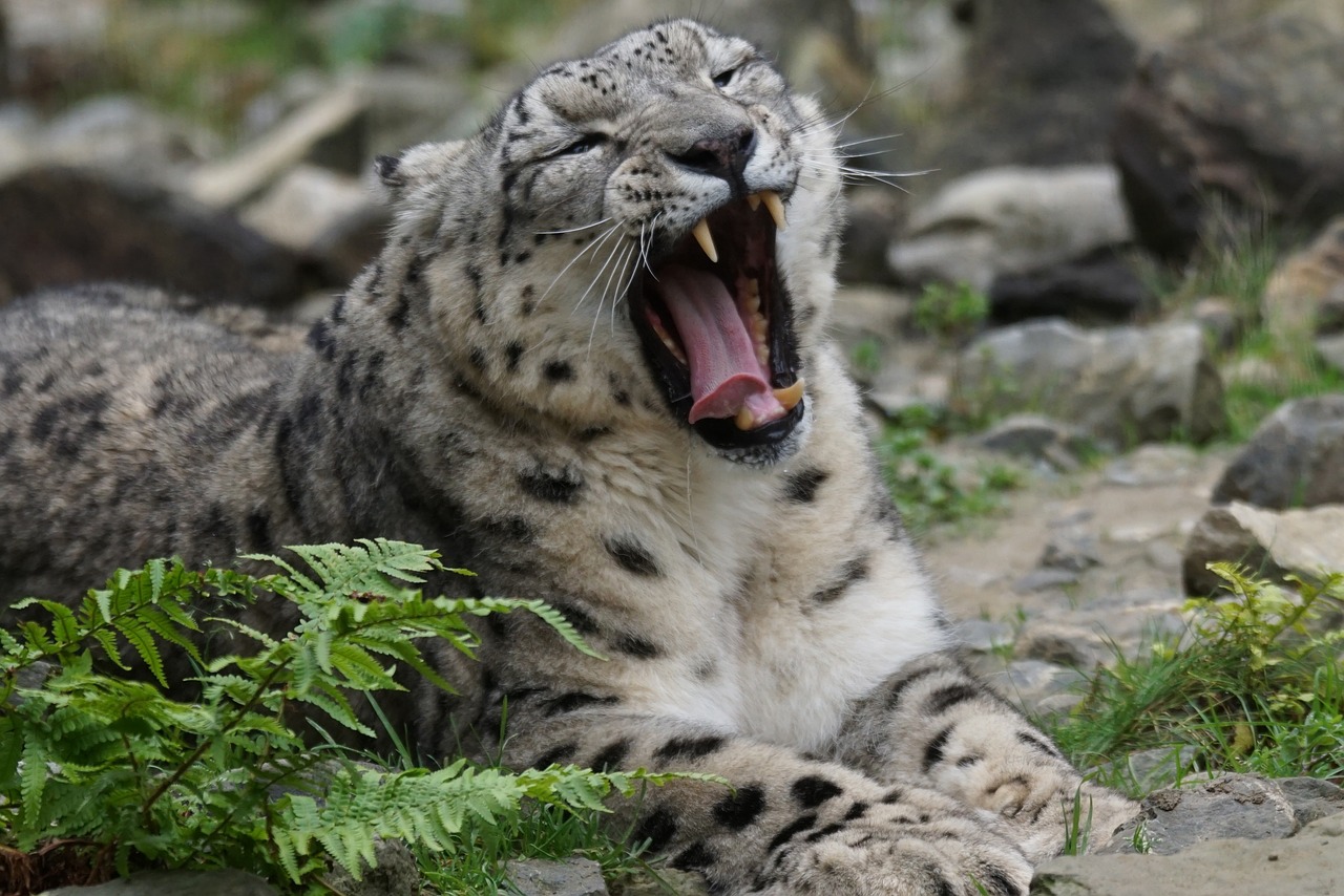 snow leopard predator boredom free photo