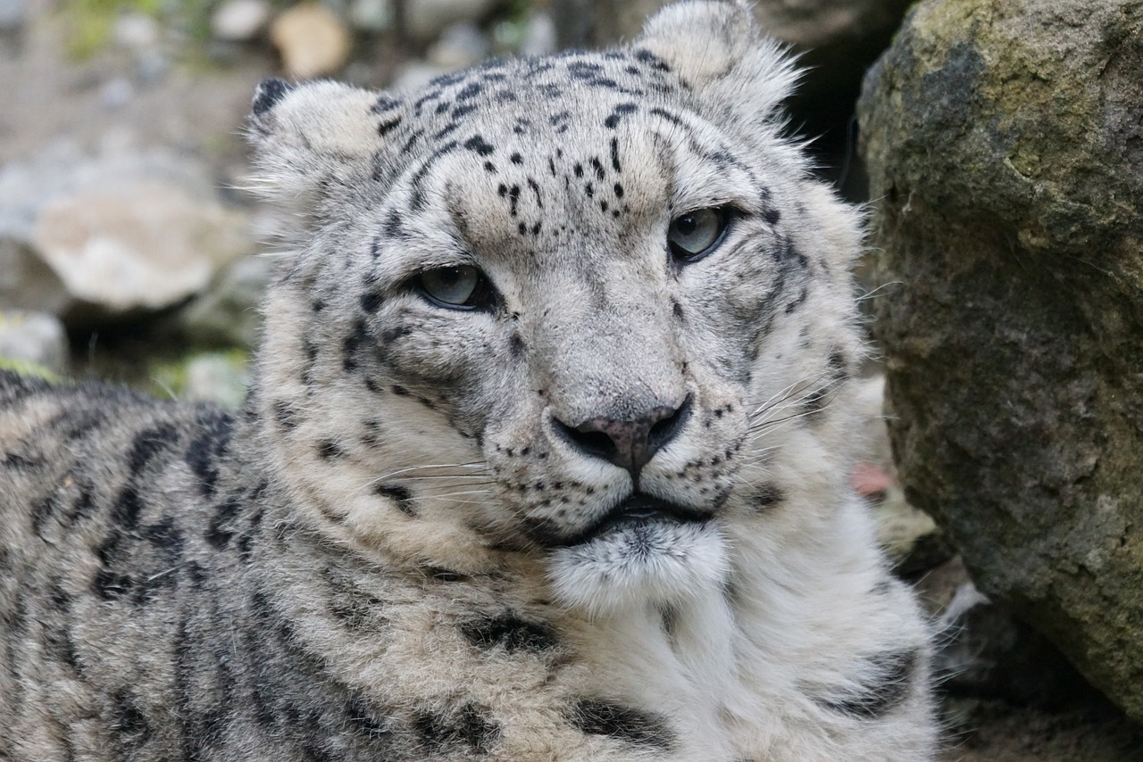 snow leopard male cat free photo