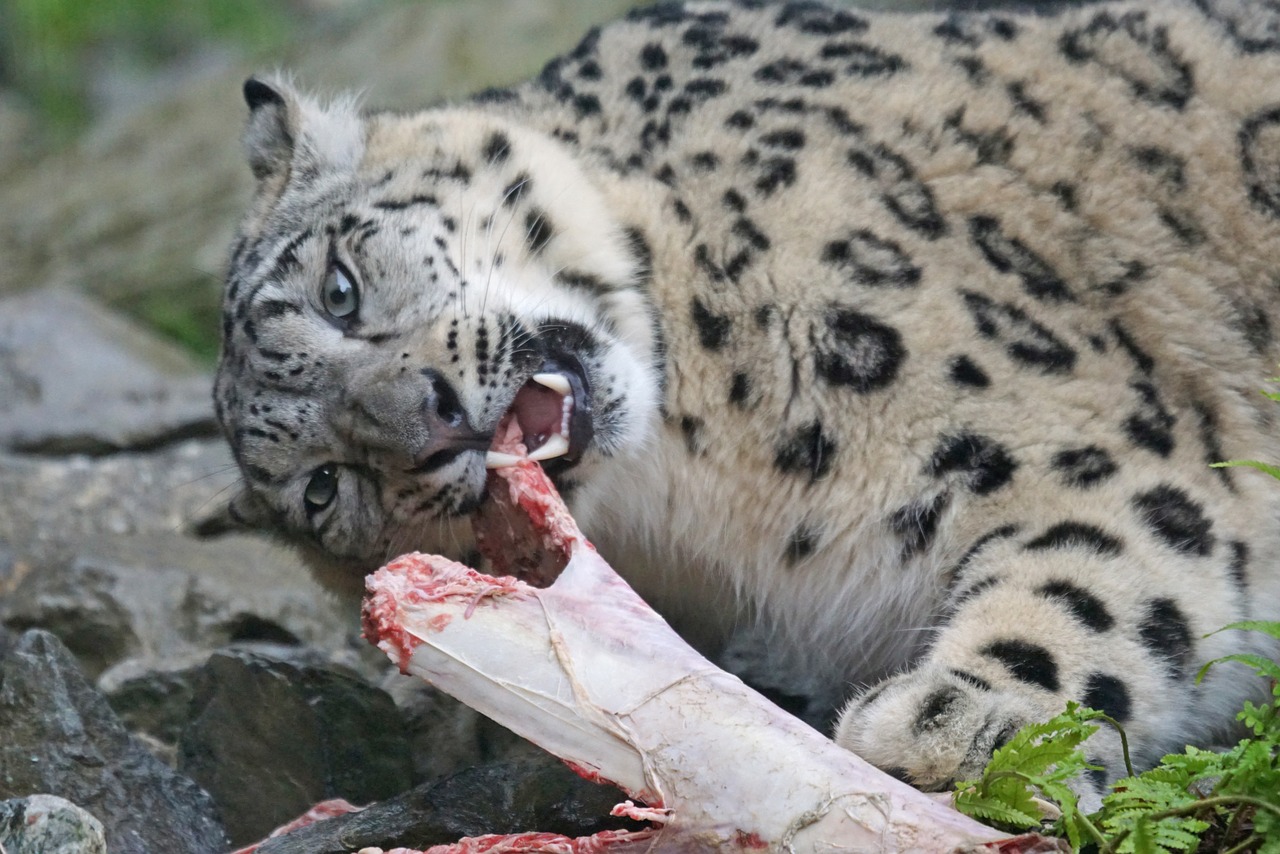 snow leopard food eat free photo
