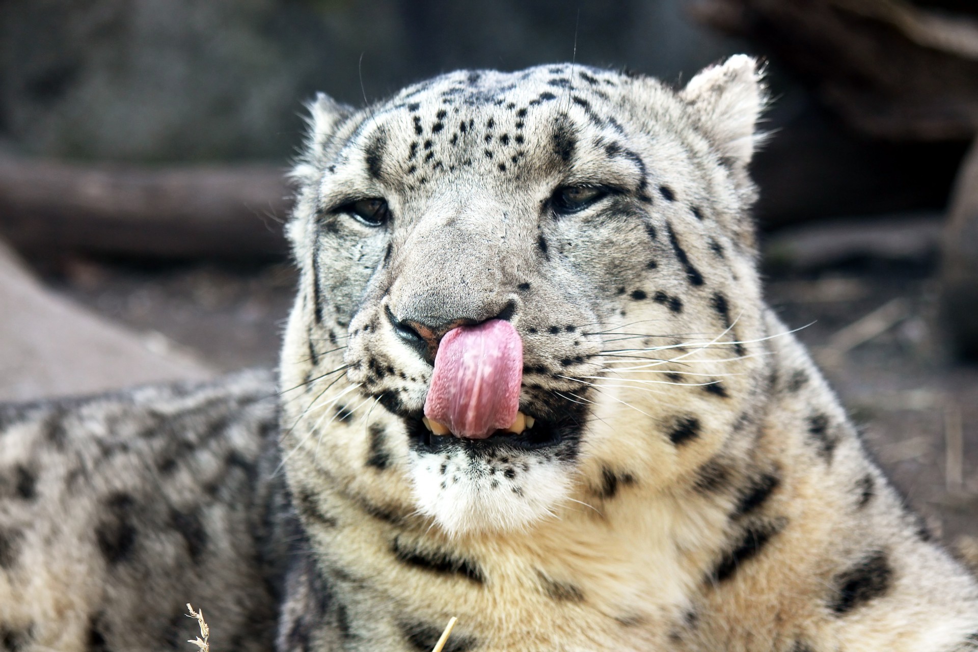 snow leopard leopard big cat free photo