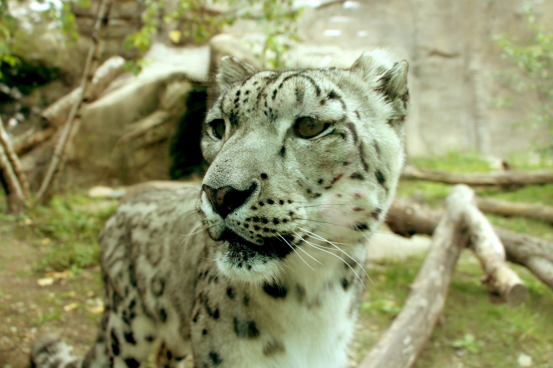 leopard snow leopard ounce free photo