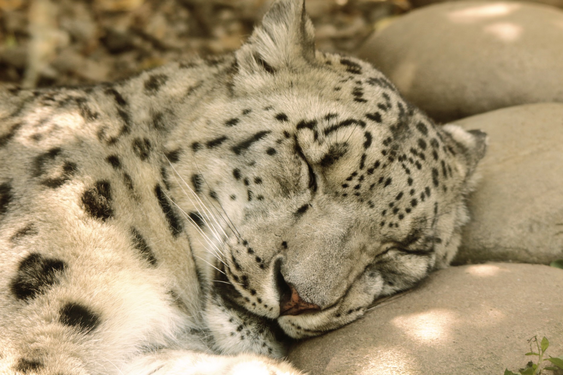 snow leopard big cat spots free photo