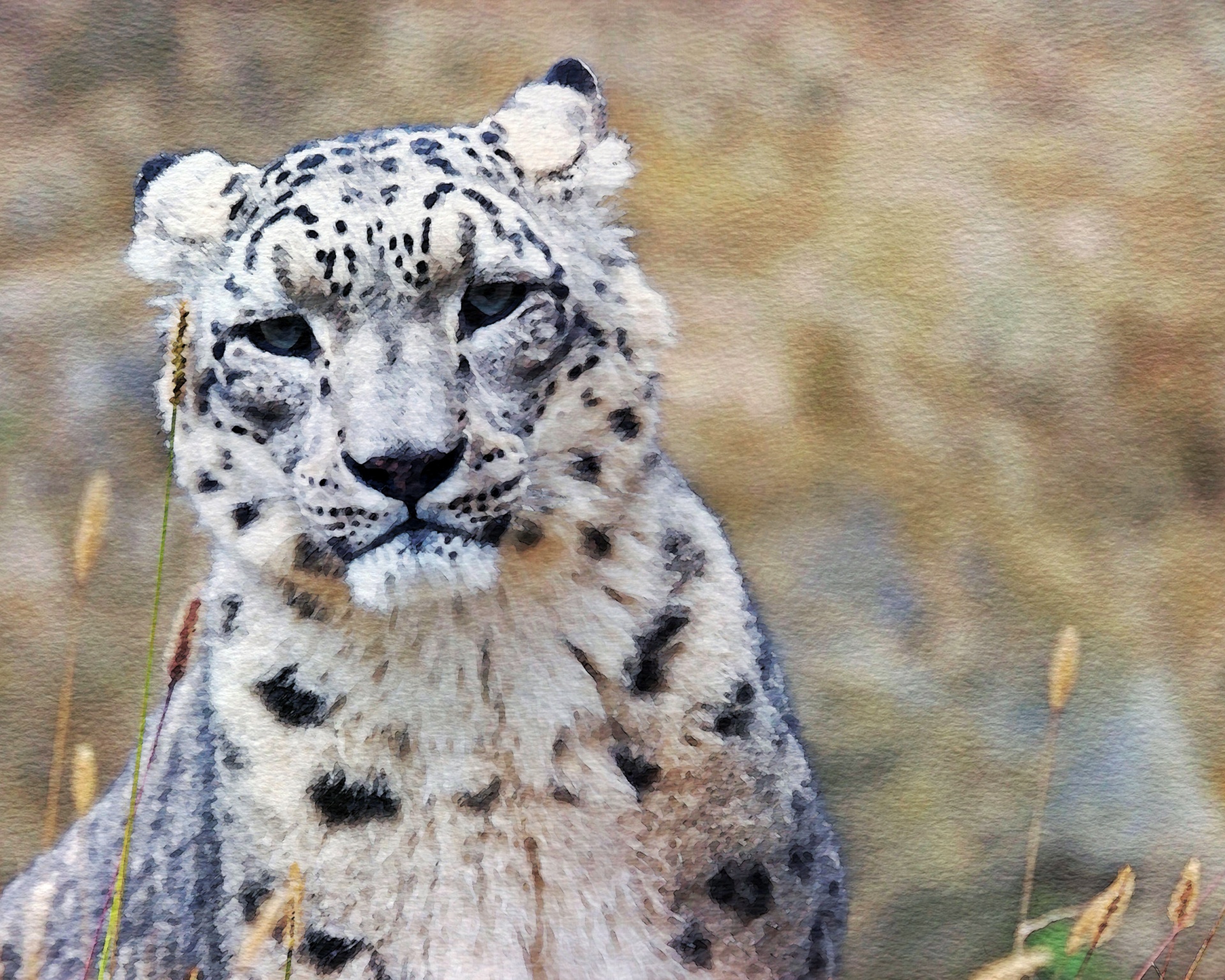 snow leopard snow leopard free photo