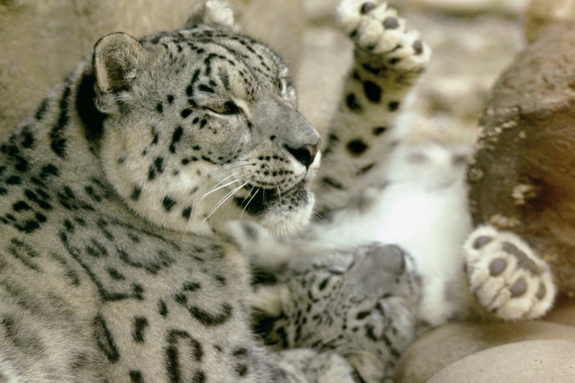 leopard snow leopard mother free photo