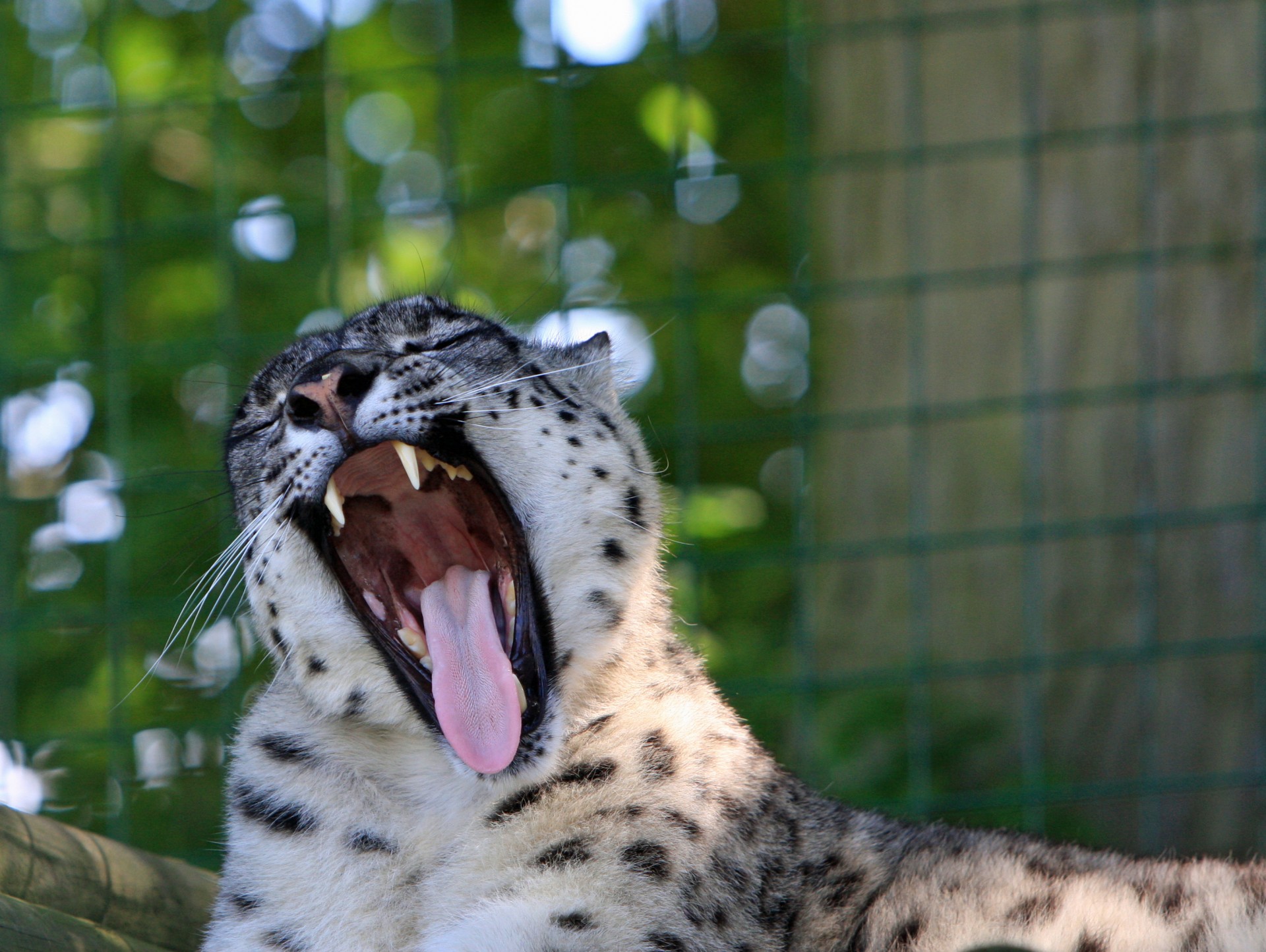 snow leopard yawning leopard free photo