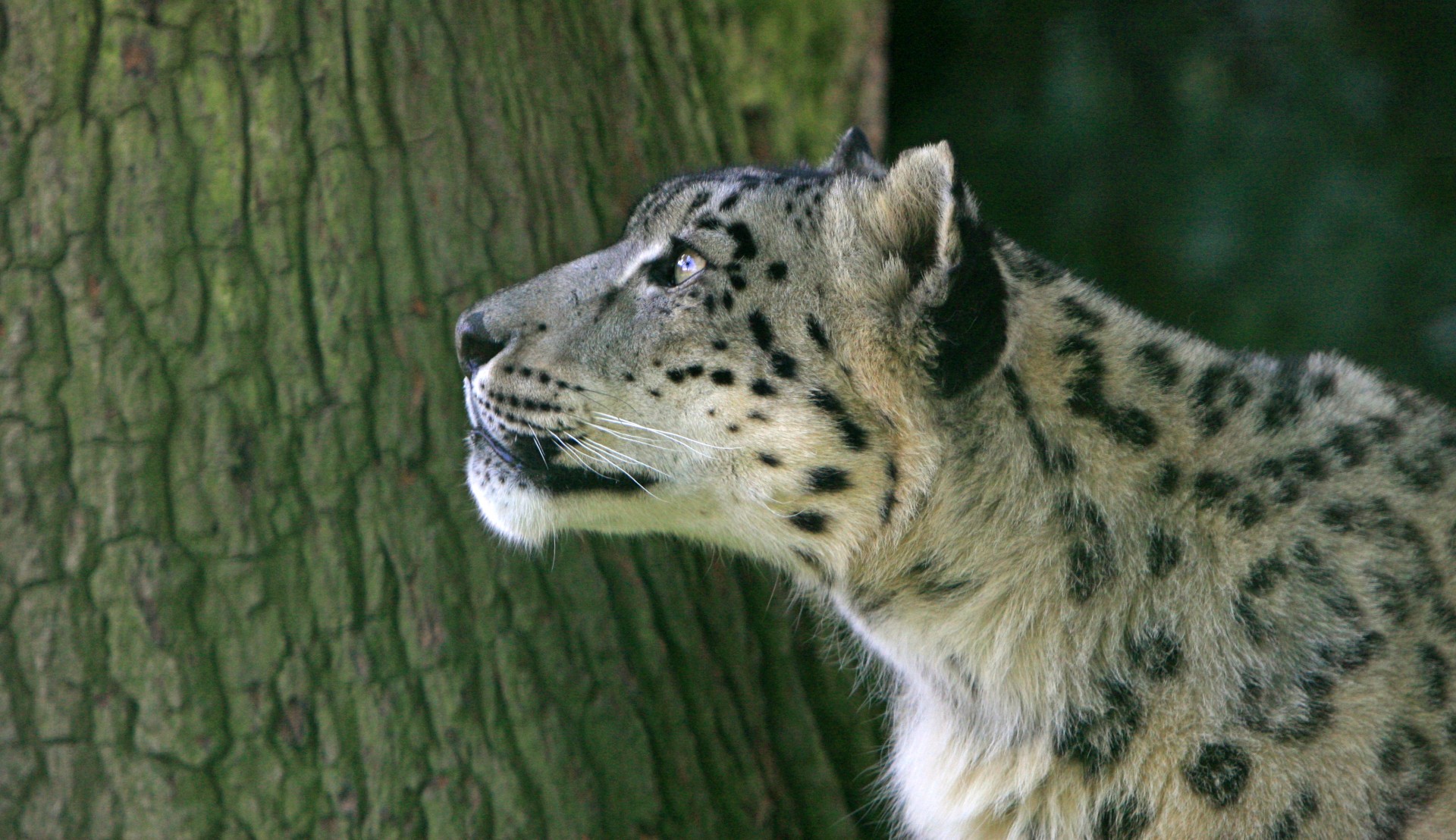 snow leopard leopard cat free photo