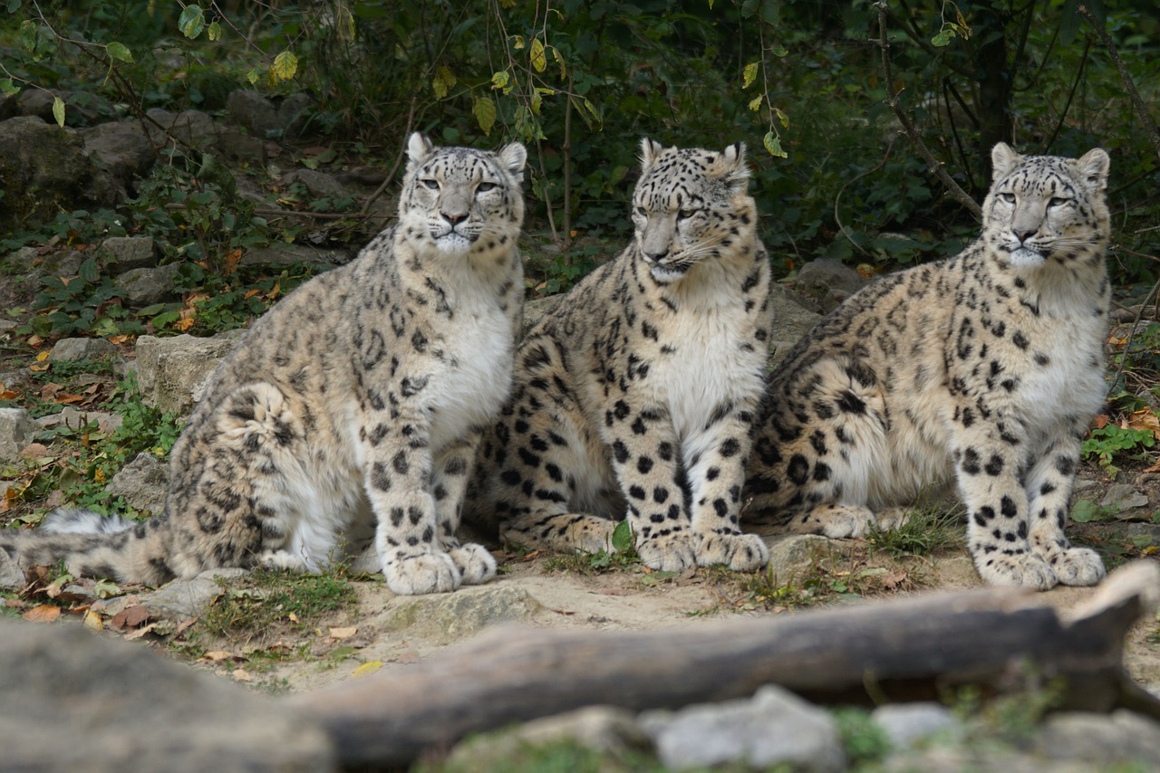 snow leopards family boy free photo