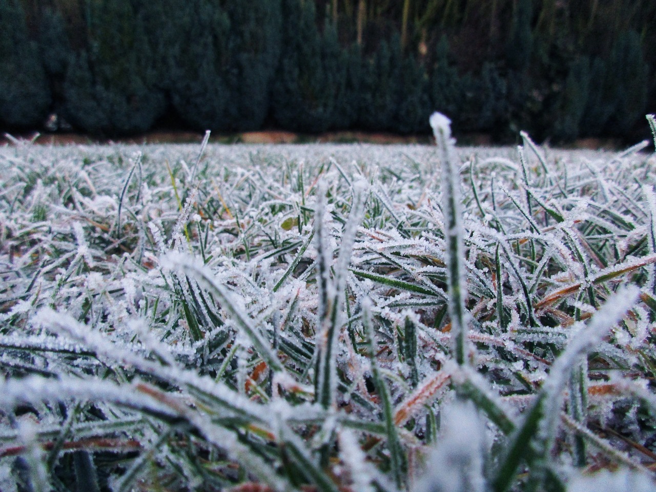 snow meadow frost winter free photo