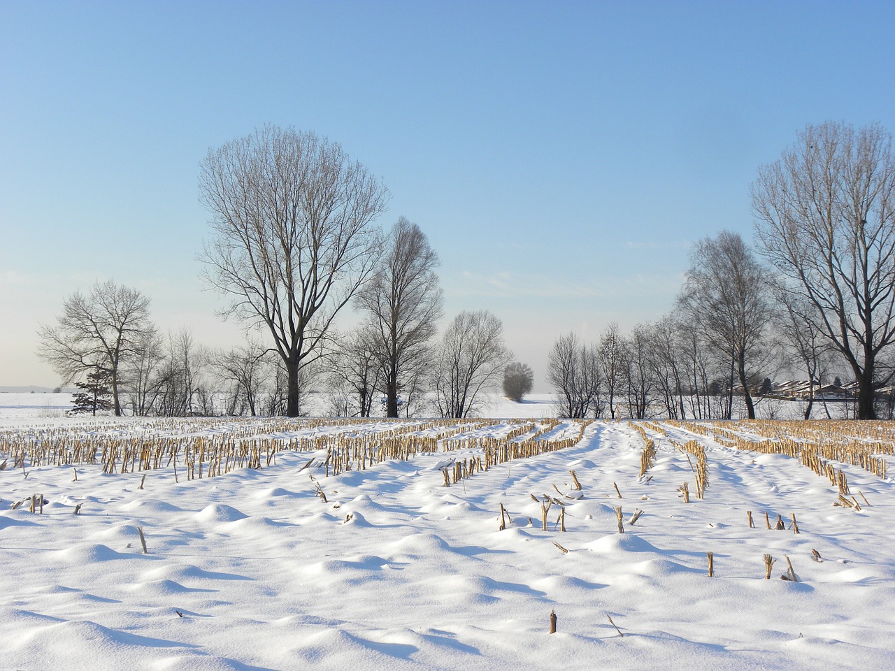 snow meadow wintry cornfield free photo