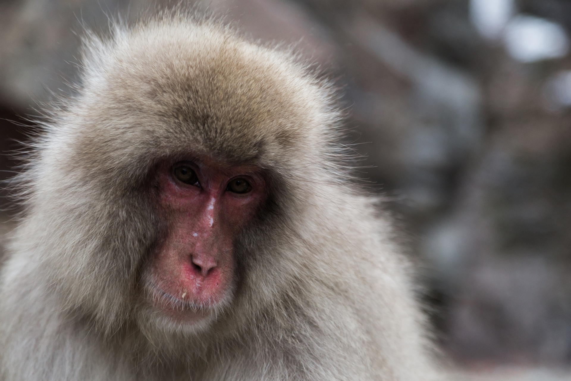 monkey snow japanese macaque free photo