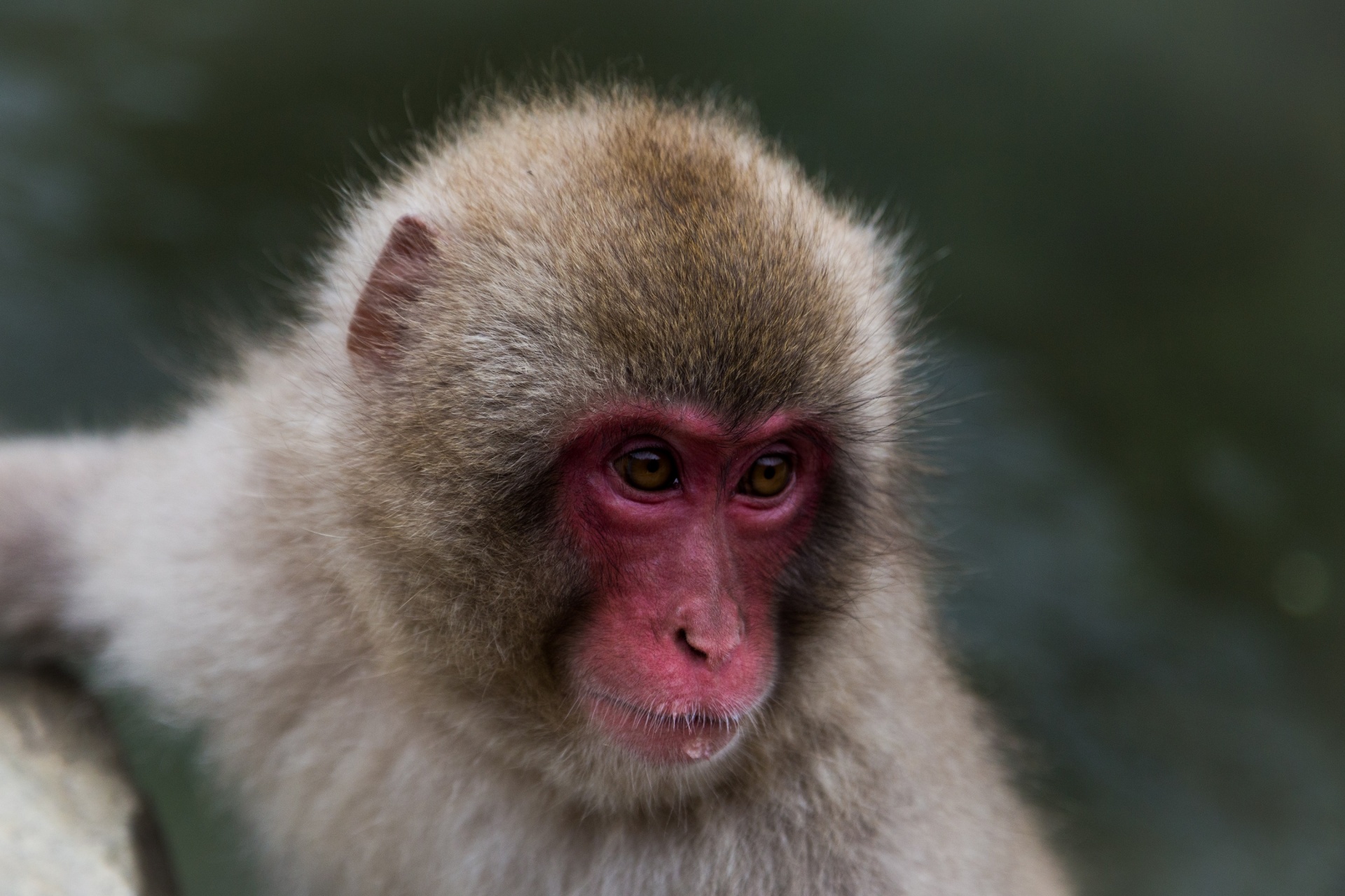 monkey snow japanese free photo