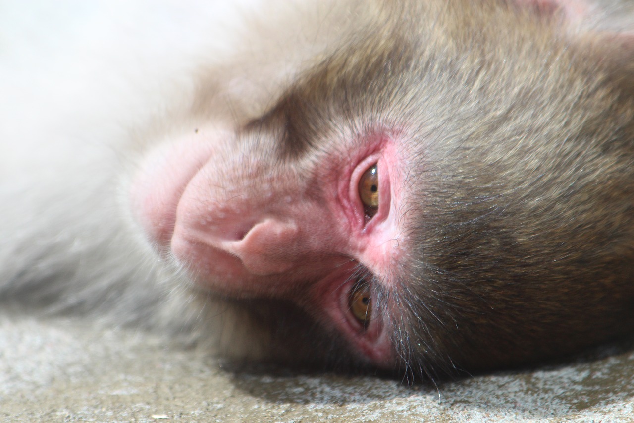 snow monkey japanese macaques monkey free photo
