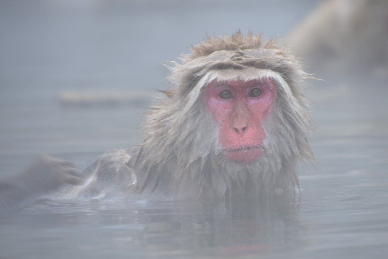 snow monkey onsen japanese free photo