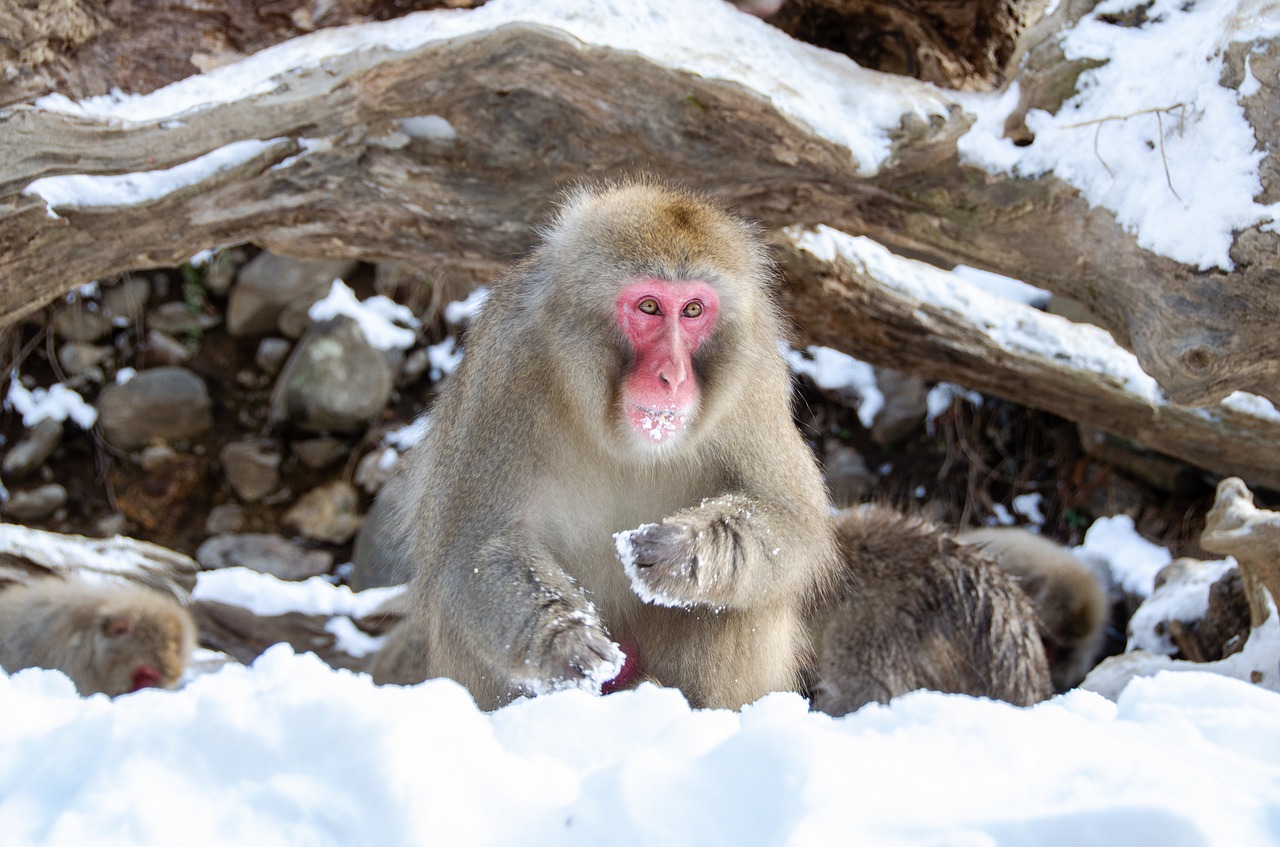 snow monkey  japanese macaque  japan free photo