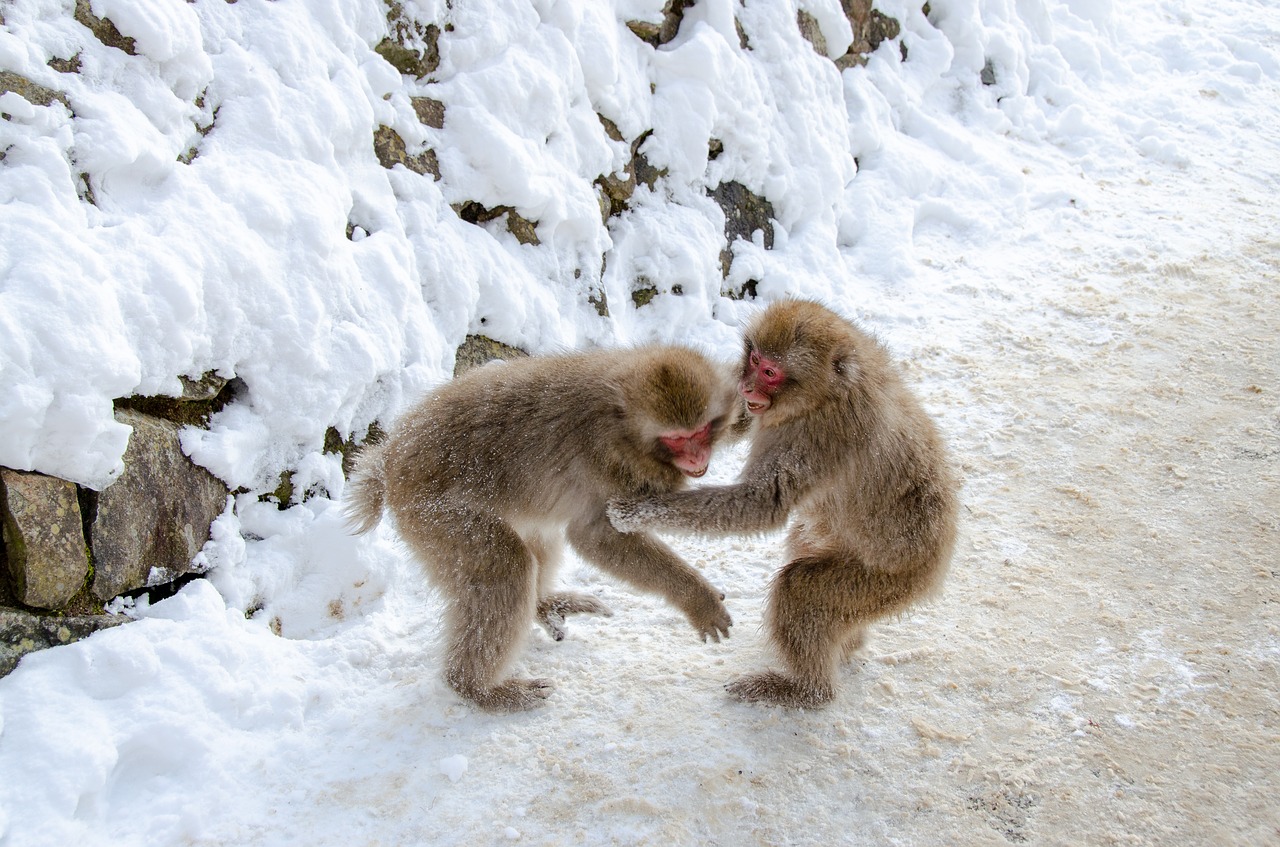 snow monkey  japanese macaque  japan free photo