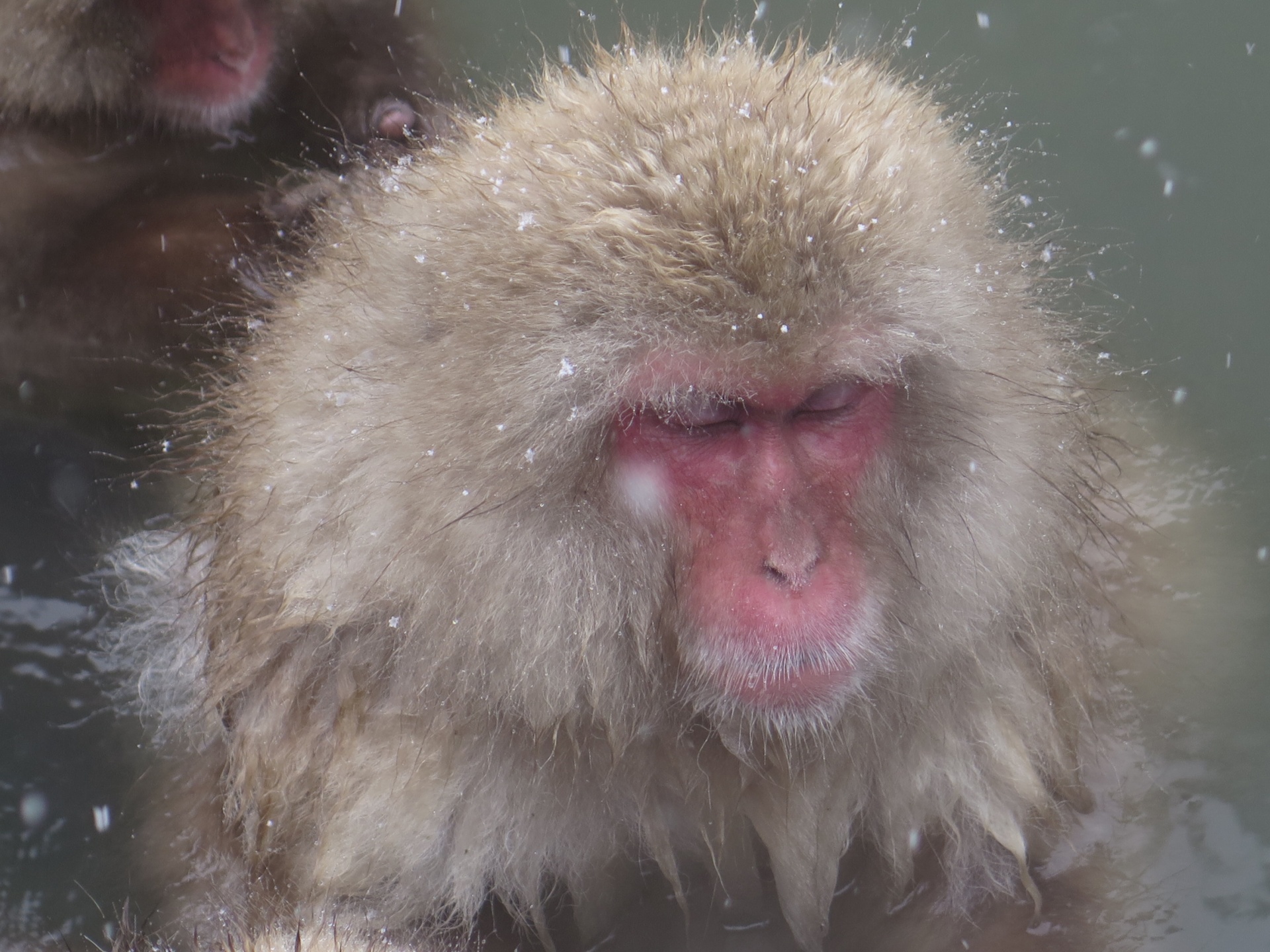 monkey animal snow free photo