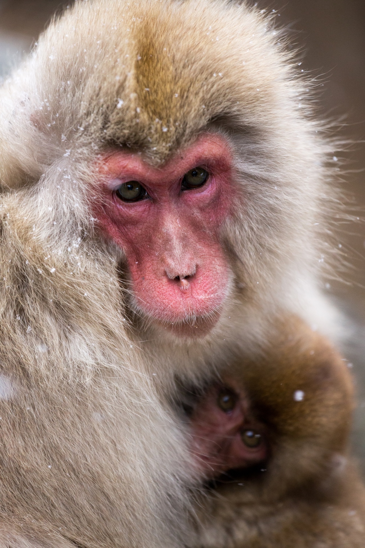 monkey snow japanese macaque free photo