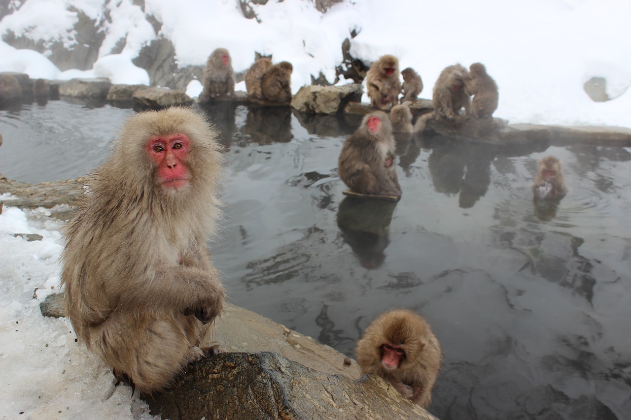 snow monkeys macaque japanese free photo