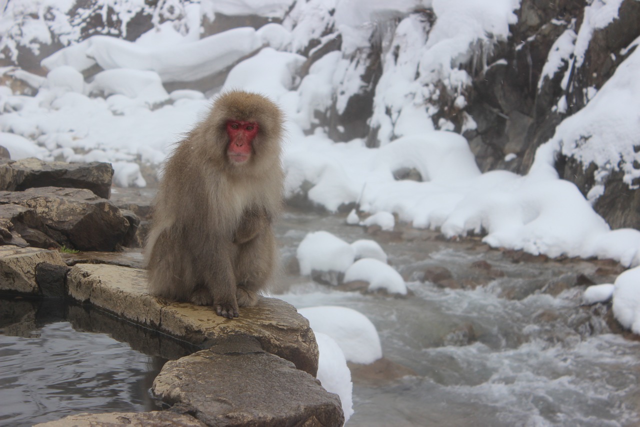 snow monkeys macaque japanese free photo