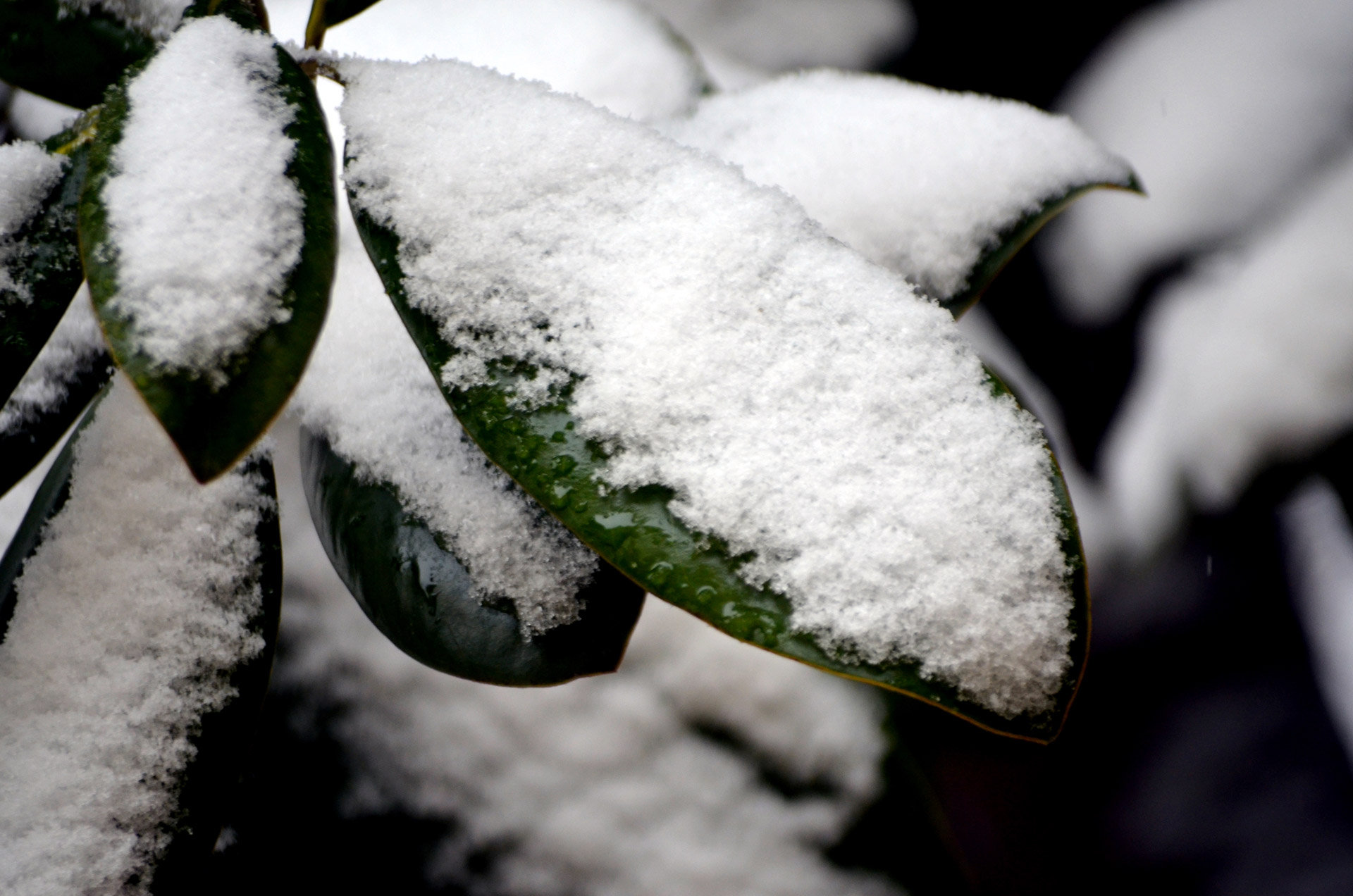 snow snowflake flakes free photo