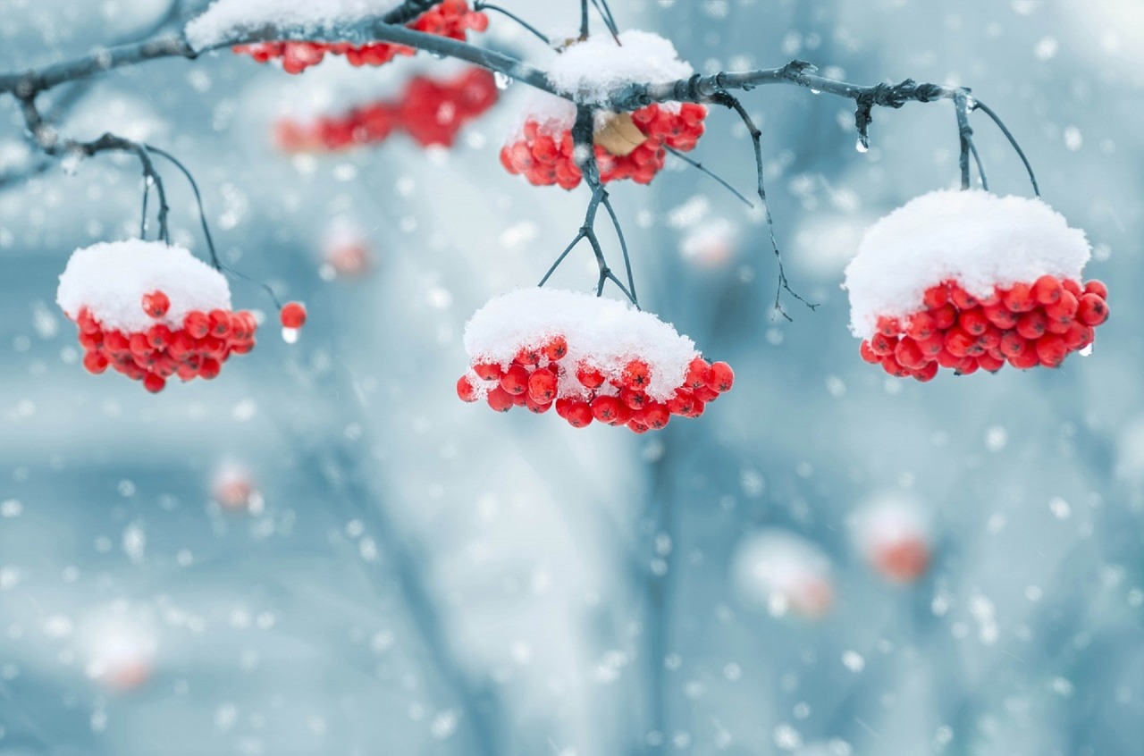 snow on berries winter landscape free photo