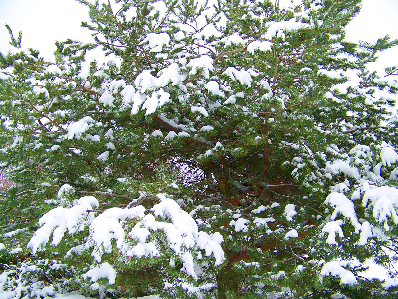 snow evergreen tree free photo