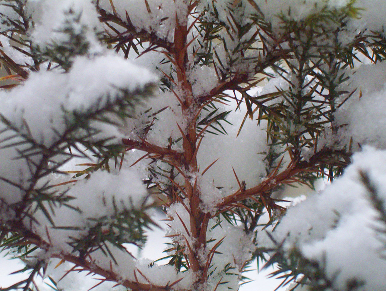 snow evergreen tree free photo