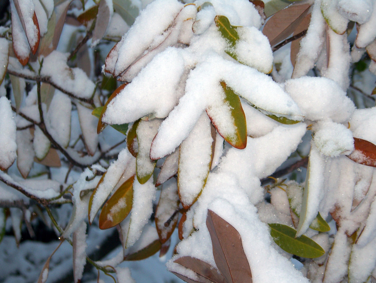 snow trees christmas free photo