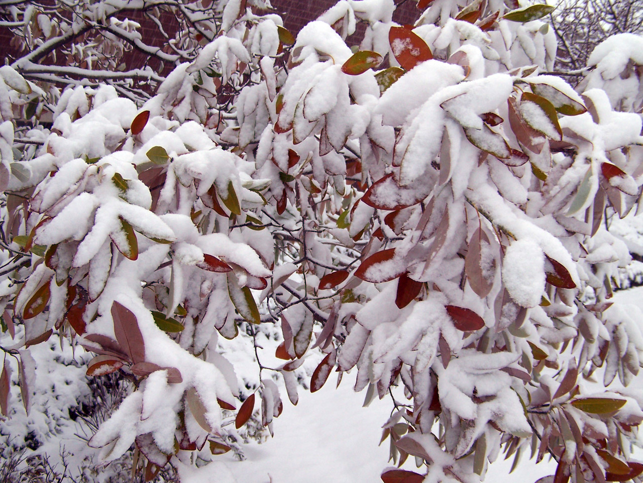 snow trees christmas free photo