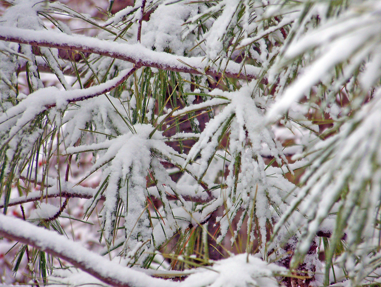 pine tree evergreen free photo